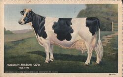 Holstein Friesian Cow True Type Cows & Cattle Postcard Postcard Postcard