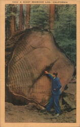 Giant Redwood Log, California Postcard