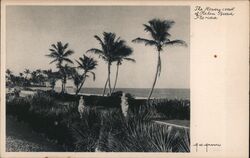 The Flowery Coast of Palm Beach Postcard