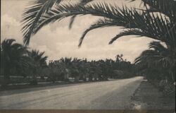 Approach to Campus, Stanford University Palo Alto, CA Postcard Postcard Postcard