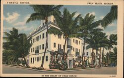 Vineta Hotel Palm Beach Postcard