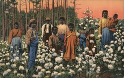 Down Where the Cotton Blossoms Grow Black Americana Postcard Postcard Postcard