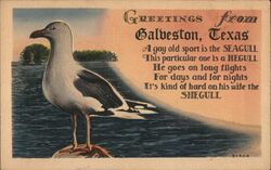 Greetings from Galveston, Texas - Seagull Postcard Postcard Postcard