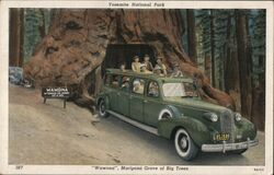 Wawona Mariposa Grove Of Big Trees, Yosemite National Park Postcard