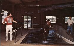 Horse Training Center Conditioning Pool Postcard