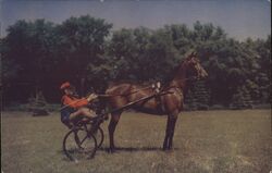 Harness Horse at Saratoga Raceway Postcard