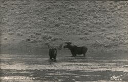 Moose by the River Multiple Animals Postcard Postcard Postcard