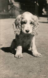 Cocker Spaniel Puppy Sitting Dogs Ira Haas Postcard Postcard Postcard