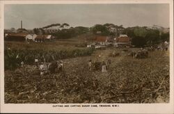 Cutting and Carting Sugar Cane, Trinidad Postcard