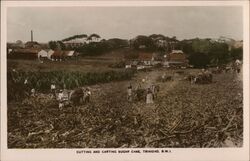 Cutting and Carting Sugar Cane, Trinidad Postcard