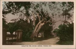 Eucalyptus Tree, Botanic Gardens, Trinidad Postcard