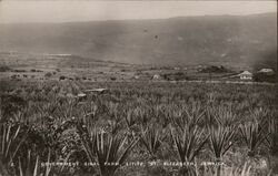 Government Sisal Farm, Lititz, St. Elizabeth, Jamaica Postcard