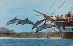 Hawaiian Porpoises Jump in Formation at Sea Life Park Honolulu, HI Postcard Postcard Postcard