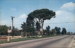 Chino Pine Tree Postcard