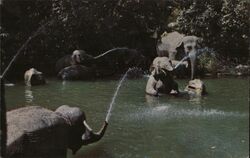 Disneyland Elephant Pool Postcard