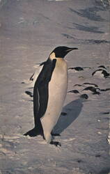 Emperor Penguin, Cape Crozier, Ross Island, Antarctica Birds Lt. Paul J. Cierzo Postcard Postcard Postcard