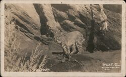 Trapped Bobcat Postcard