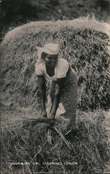 Singhalese Girl Gleaning, Ceylon, Sri Lanka Southeast Asia Postcard Postcard Postcard