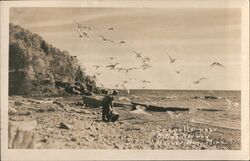 Seagulls near Bit of Norway Beaver Bay, MN Postcard Postcard Postcard