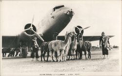 Avion Douglas Y Llamas Lima, Peru Postcard Postcard Postcard