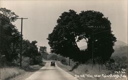 Donut Tree Calistoga, CA Postcard Postcard Postcard