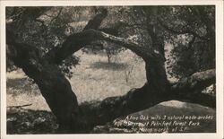 A live Oak with 3 natural made arches Age 350 yrs. at Petrified Forest Park 70 Miles north of S.F. Postcard