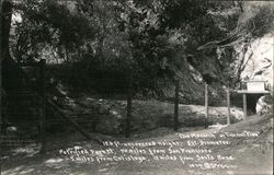 The Monarch or Tunnel Tree, Petrified Forsest Postcard