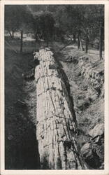 Petrified Forest Calistoga, CA Postcard Postcard Postcard