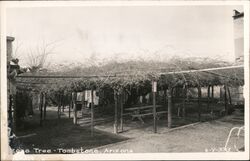 Rose Tree Tombstone, AZ Postcard Postcard Postcard