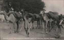 Man Transporting Ground Nuts to a Buying Centre by Camel Nigeria Africa Postcard Postcard Postcard