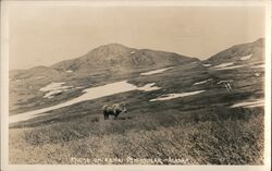 Moose on Kenai Penisula Alaska Postcard Postcard Postcard