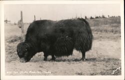 Yak (Arctic Musk Ox) Alaska Postcard Postcard Postcard