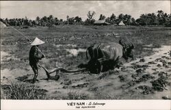 The Ploughing Vietnam Southeast Asia Postcard Postcard Postcard