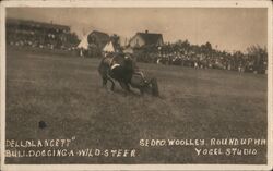 Bulldogging a wild steer at the Sedro-Woolley Roundup Washington Postcard Postcard Postcard