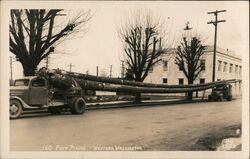 160 Foot Pilings, Western Washington Postcard