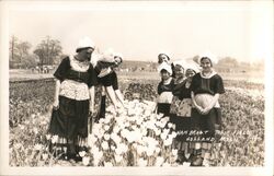 Girls in a Tulip Field Postcard