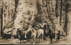 Three Soldier on Horseback, Wawona Tree Yosemite Valley, CA Postcard Postcard Postcard