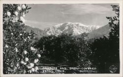 Oranges and Snow-Covered Peaks California Postcard Postcard Postcard