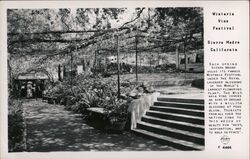 Wisteria Vine Festival Postcard