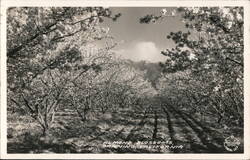 Almond Blossoms Postcard