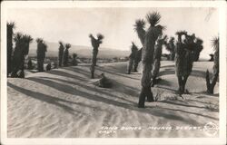 Sand Dunes in Mojave Desert California Postcard Postcard Postcard