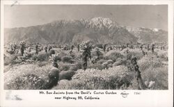 Mt. San Jacinto from the Devil's Cactus Gardern Near Highway 99 Postcard