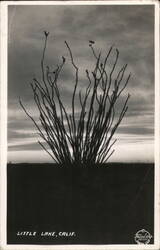 Ocotillo at Sunset Little Lake, CA Postcard Postcard Postcard