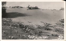 Dunes of the Desert Postcard