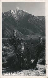 Mt. San Jacinto Near Palm Canyon California Postcard Postcard Postcard