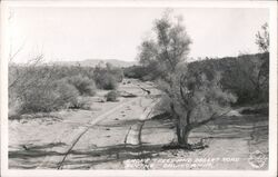 Smoke Trees and Desert Road Postcard