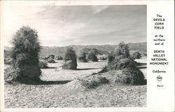 The Devil's Cornfield Death Valley National Monument California Postcard Postcard Postcard