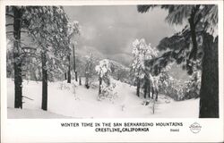 Winter Time in the San Bernardino Mountains Crestline, CA Postcard Postcard Postcard