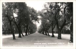 Euclid Ave Postcard