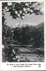 Mt. Baldy Seen Through Orange Groves Postcard